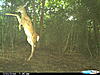 New-trail-cam-706.jpg