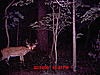 First buck of the year-7-10-10-070.jpg