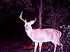 Injured Non-Typical pics (3 years' of antler growth)-mdgc0023.jpg