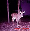 Injured Non-Typical pics (3 years' of antler growth)-injured-half-rack.jpg