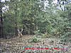 Typical 12 in TN-mdgc0084.jpg