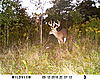 Northern Indiana Buck.....-sunp0541.jpg