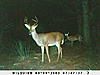 First night Pics off Wild View game cam-sunp0151.jpg