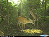 8pt plus a MONSTER doe and triplets-cdy_0024.jpg