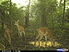 8pt plus a MONSTER doe and triplets-cdy_0036.jpg