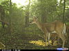 8pt plus a MONSTER doe and triplets-cdy_0048.jpg