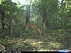 8pt plus a MONSTER doe and triplets-cdy_0124.jpg