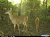 8pt plus a MONSTER doe and triplets-cdy_0195.jpg