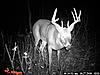 2010 trail cam pics-pict0255.jpg