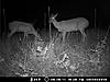 Doe pics-mdgc0585.jpg