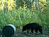 Bear Pics-sunp0008.jpg