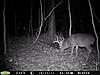 Few good bucks from last week-pict0007-large-.jpg