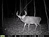 Few good bucks from last week-pict0016-large-.jpg