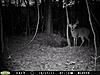 Few good bucks from last week-pict0031-large-.jpg