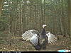 Best turkey pic ever!!!-001.jpg