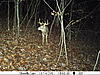 stealth cam i890 rogue eleven pointer-pict0015.jpg