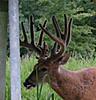 Big Missouri Deer-mdgc0063_2.jpg