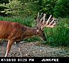 Big Missouri Deer-mdgc0138.jpg