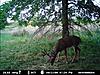 Big Missouri Deer-mdgc0377.jpg