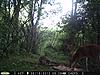 Looing for new game cameras-zdeer3.jpg