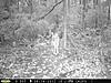 Looing for new game cameras-aug13davistown2.jpg