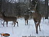 Trail Cam Pics from January/February Southern Ontario-wgi_0036-2-.jpg