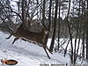 Trail Cam Pics from January/February Southern Ontario-wgi_0075.jpg