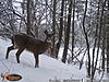 Trail Cam Pics from January/February Southern Ontario-wgi_0108.jpg