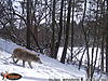 Trail Cam Pics from January/February Southern Ontario-wgi_0076.jpg