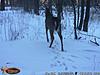 Trail Cam Pics from January/February Southern Ontario-buck.jpg