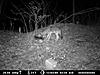 2012 Trail Camera Photos-coyote-3.jpg