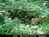 2012 Trail Camera Photos-38004_141571305863439_3600999_n.jpg-deer-pic-5.jpg