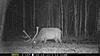 Elk, Bear, Moose, Deer CO gmu511-mfdc0025.jpg