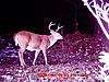 Bunch of Trail Cam Pics-6-20pointer-2023oct09_4.jpg