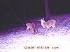 Bunch of Trail Cam Pics-trophy-20doe-1-.jpg