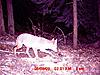 Bunch of Trail Cam Pics-august-coyote.jpg