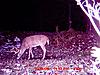 Bunch of Trail Cam Pics-8-20pointer-2023oct09_2.jpg