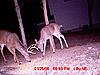 Bunch of Trail Cam Pics-25jan09-20bucks-1-.jpg