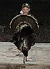 My Turkey Hunting Pics from this seson-eli-s-texas-turkey-hunt-011.jpg