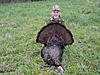 My Turkey Hunting Pics from this seson-eli-s-youth-season-gobbler-009.jpg