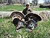 My Turkey Hunting Pics from this seson-eli-s-merriams-turkey-hunt-027.jpg