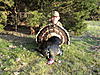 My Turkey Hunting Pics from this seson-eli-s-merriams-turkey-hunt-042.jpg