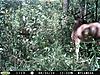 pic-trail-cams.jpg