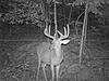 Shoot this deer or no?-013.jpg