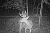 Shoot this deer or no?-051.jpg