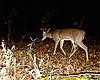 Antler growth question-sunp0074.jpg