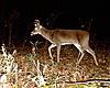 Antler growth question-sunp0075.jpg