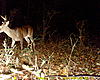 Antler growth question-sunp0009.jpg