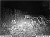 YOUR most interesting trail camera pics-tj3.jpg