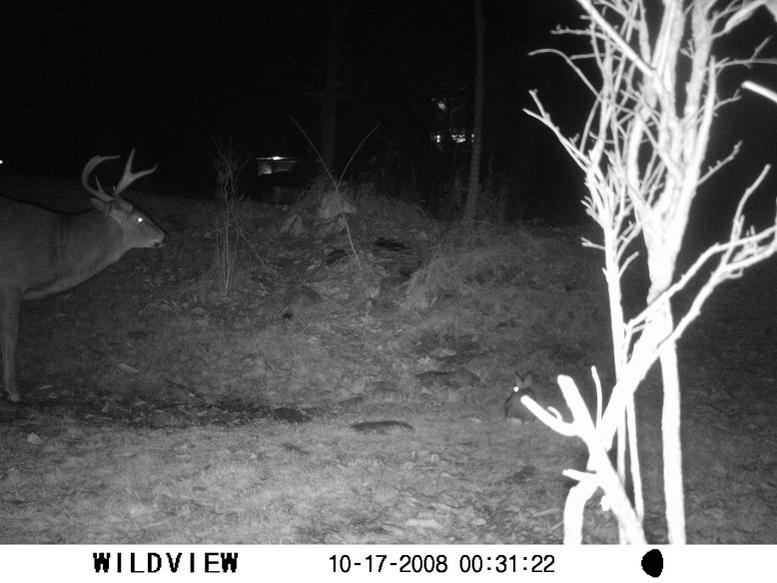 longhorn spike deer